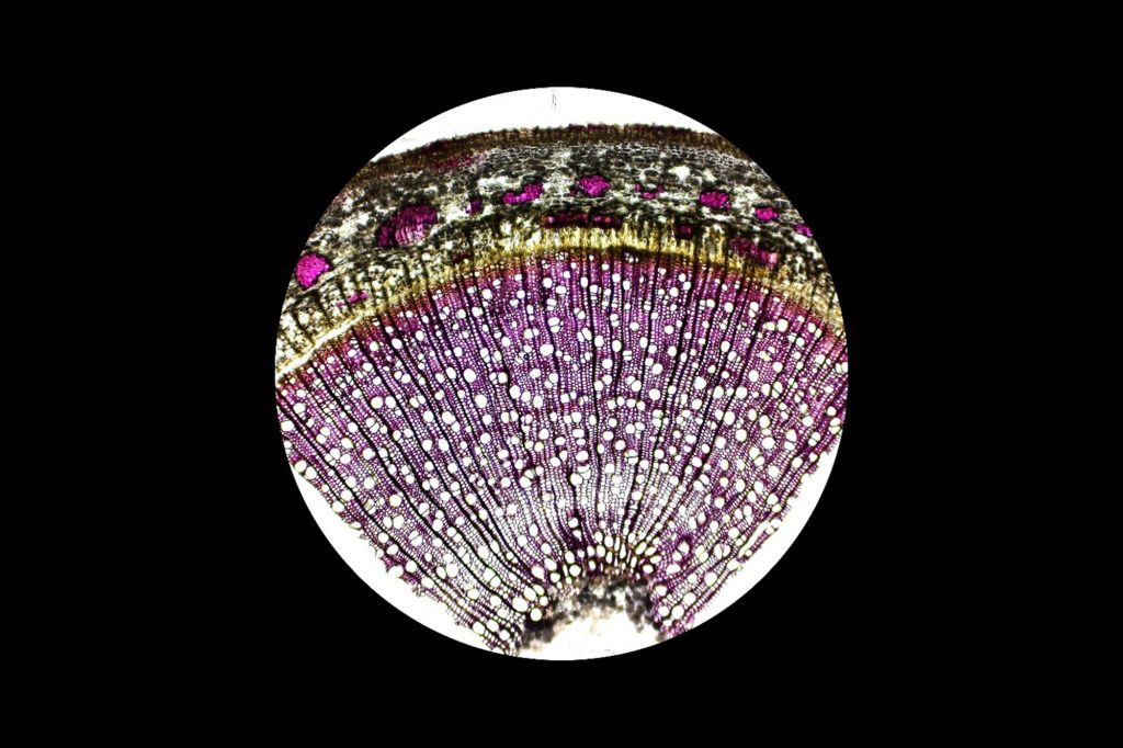 A light microscopy image of a cross section of a Populus trichocarpa stem
