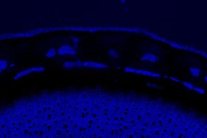cross-section of a Populus trichocarpa stem imaged under UV light